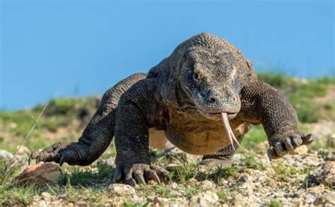 Komodo Dragon vs. Crocodile: Who Wins in a Fight? – Nature Noon