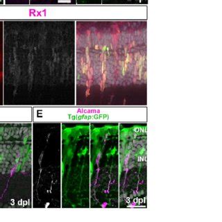 Injury induced Müller glia divide asymmetrically once to generate