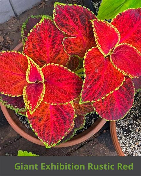 10 Seeds Coleus Flower Packet House Plants Etsy