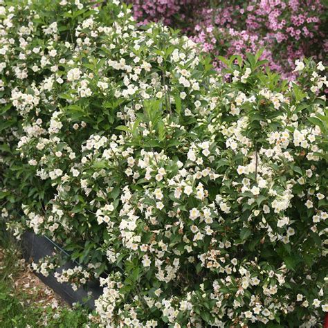 Czechmark Twopink ® Weigela Proven Winners Colorchoice Flowering Shrubs