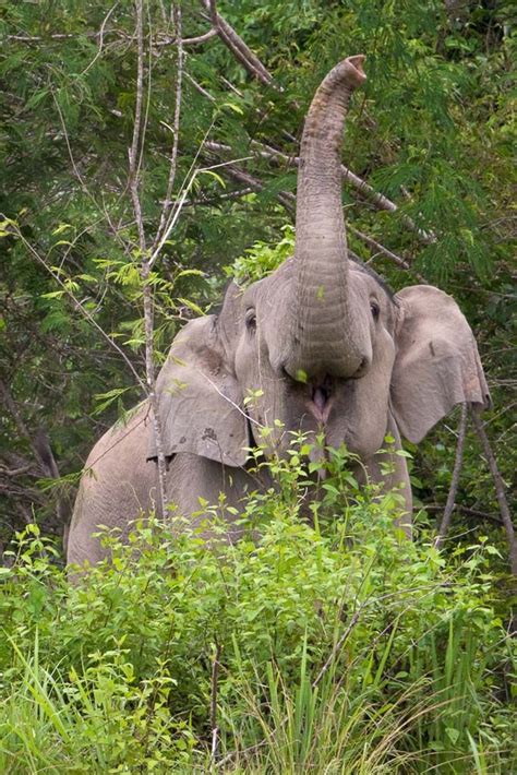 Wild Elephants In Thailand How To Visit Kui Buri National Park Travel Photography Elephant