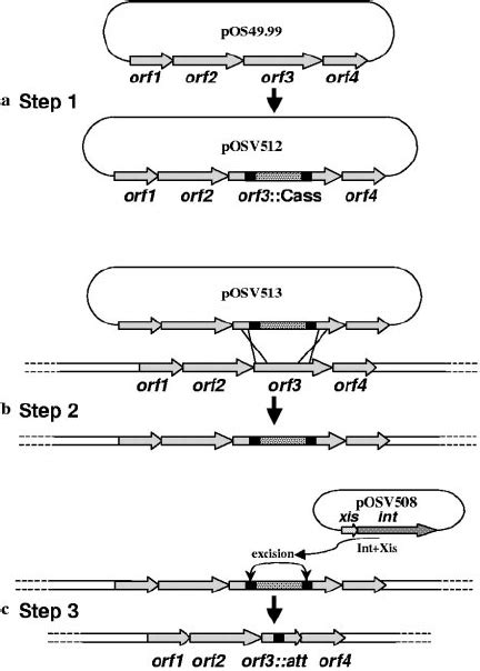 Schematic Representation Of The Different Steps For Generating Unmarked