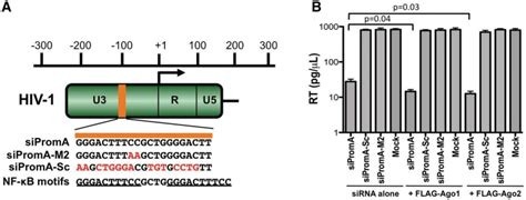 Sirna Targeting The Promoter Region Of Hiv Inhibits Viral Replication