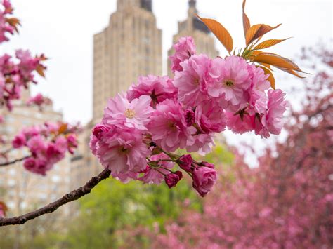 Central Park Cherry Blossom Trees | Central Park Conservancy