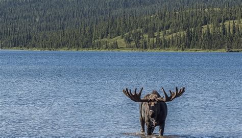 Bosque Boreal Cuál Es Su Ubicación Clima Plantas Animales Y Más