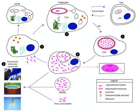 Protozoa Life Cycle Diagram