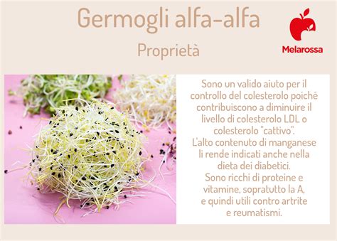 Germogli Proprietà E Ricette Per Gustare Questi Superfood Melarossa