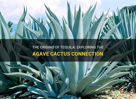 The Origins Of Tequila Exploring The Agave Cactus Connection Shuncy