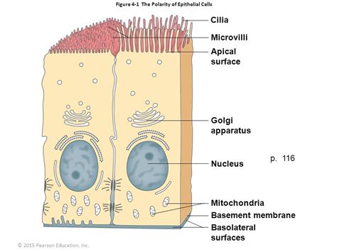 Ciliated Epithelial Cell Labeled Diagram