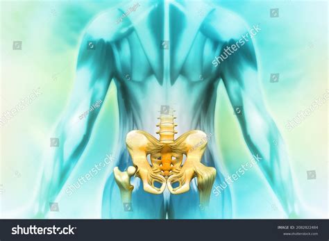 anatomy human pelvis  science backgroundd stock illustration