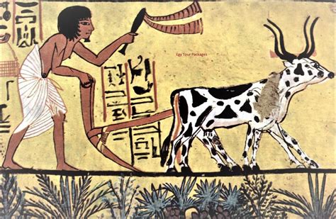 Agriculture in ancient Egypt | Daily life in ancient Egypt