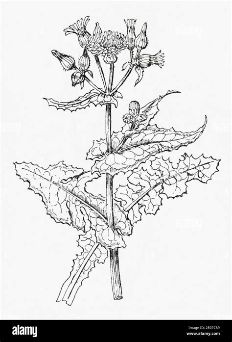 Botanical illustration of sonchus oleraceus Cut Out Stock Images & Pictures - Alamy