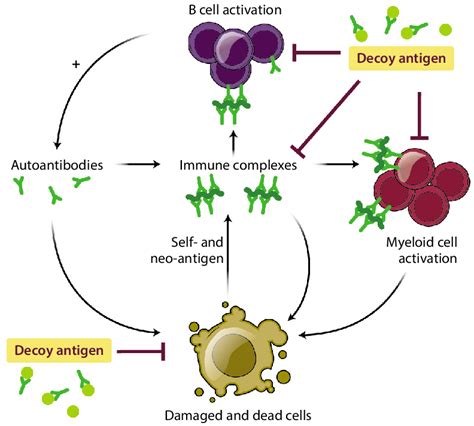 Targets for next-generation therapeutics: Autoantibody neutralization ...