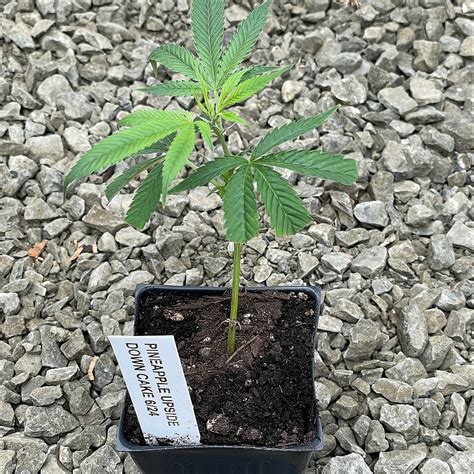 Sun Clone: Pineapple Upside Down Cake Clone | Leafly