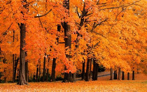 Fall Foliage Wallpaper For Desktop ·① Wallpapertag