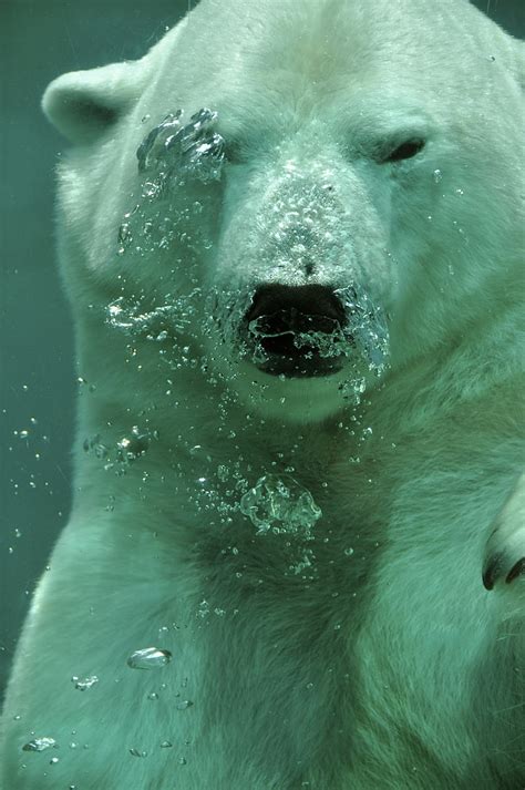 HD wallpaper: animal, polar bear, underwater, sport, exercising, men ...