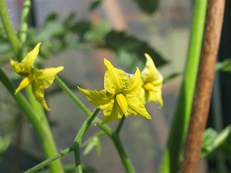 Photo Fleurs De Tomate Cerise