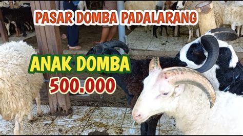 Harga Domba Garut Harga Domba Sayur Dan Harga Kambing Di Pasar Domba