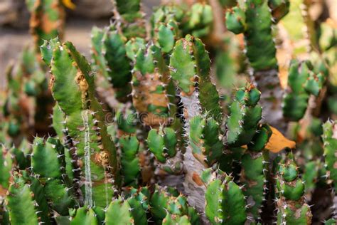 Euphorbia Resinous Fondo Con Foco Selectivo Y Espacio De Copia Foto De