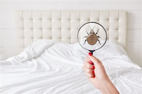 How To Check For Bed Bugs In Ways Cryonite