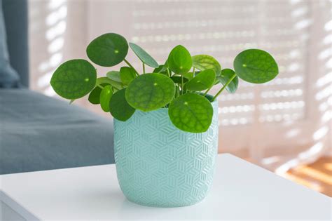 Pilea: Best Varieties, Care and Grow Guide