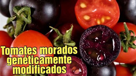 Observe cómo el TOMATE TRANSGÉNICO nada como si fuera un pez de agua