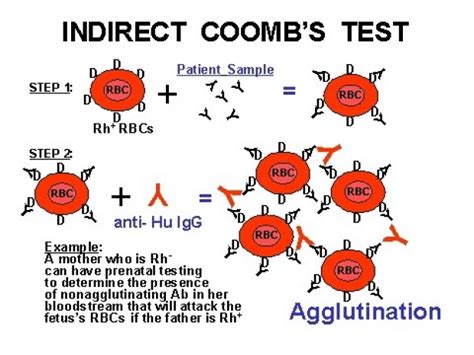 Coombs Test