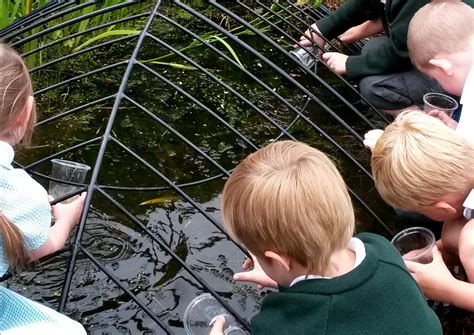 Ponds For Schools Pond Safety Covers Creative Pond Covers