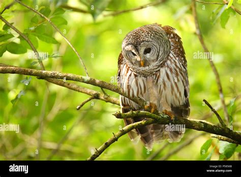 Barred Owl Strix Varia Sitting On A Tree Barred Owl Is Best Known As The Hoot Owl For Its