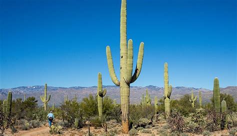 sahuaro national park – Arizona Daily Independent