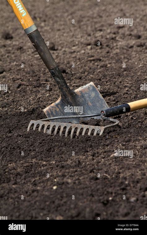 A Spade And A Rake In Soil Raised Vegetable Bed In The Garden Tools