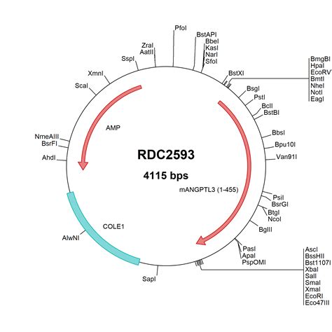 Human Tspan Np Versaclone Cdna Rdc R D Systems