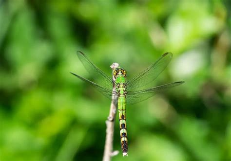 10 Dragonfly Colors and Their Meanings