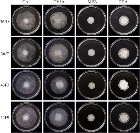 Colony Morphology Of Phytophthora Stagnum Representative Isolates On