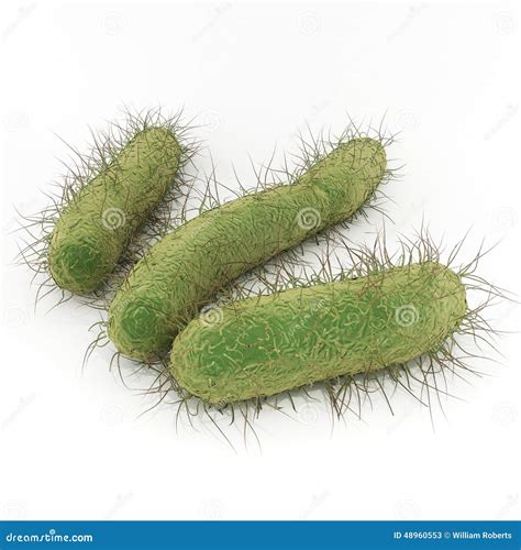 E. Coli Bacteria stock illustration. Image of humans - 48960553