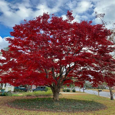 10 Bloodgood Japanese Maple Tree Seedsacer Palmatum