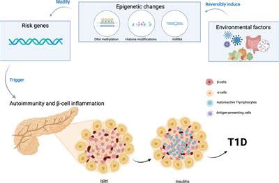 Frontiers Gene Environment Interaction In The Pathophysiology Of Type