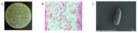 Morphological Characteristics Of Pseudomonas Putida Hsm C2 A Colony