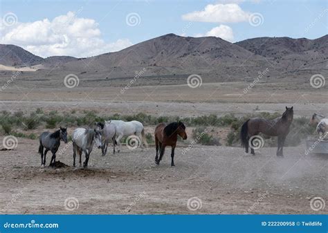 Herd Of Wild Horses In The Utah Desert Stock Photo Image Of Utah