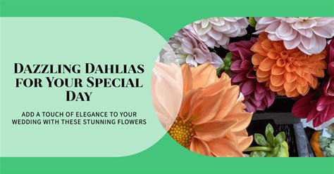 Dahlia Wedding Flowers: How to Use Dahilas DamavandPro