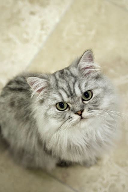 Pets We Love 5 Facts About Persian Cats