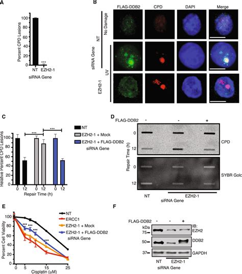 Ddb2 Functions Downstream Of Ezh2 In Ner And In Mediating Cisplatin