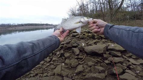 Cumberland River Fishing At Old Hickory Dam Nashville Tn YouTube