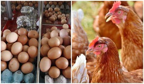 El Precio Del Pollo Y El Huevo Se Disparó En Antioquia Costos Crecieron En Un 13 Infobae