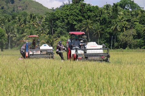 Pia Farmers Celebrate Increased Rice Production Improved Buying