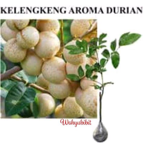 Bibit Klengkeng Aroma Durian Okulasi Benih Pohon Tanaman Buah Lengkeng