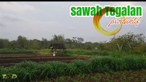 Sawah Tegalan Yang Produktif YouTube