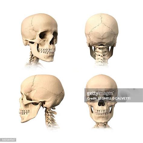 2,944 Human Skull Front View Stock Photos, High-Res Pictures, and Images - Getty Images