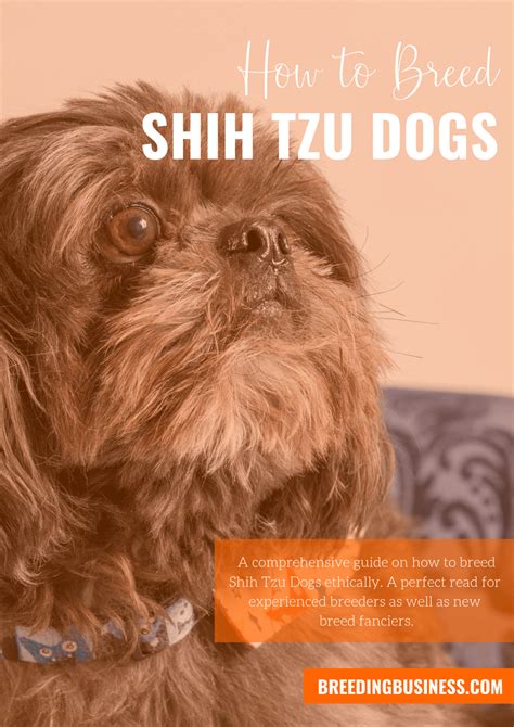 Breeding Shih Tzus — Context, Health and Future of the Breed