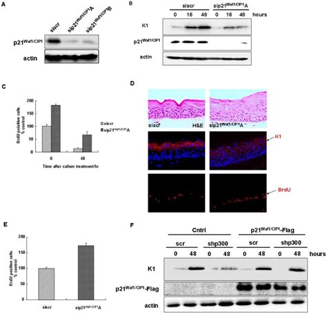 P21 Waf1cip1 Knockdown Inhibits Early Keratinocyte Differentiation Of